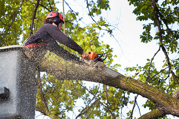 Best Commercial Tree Services  in Fort Recovery, OH